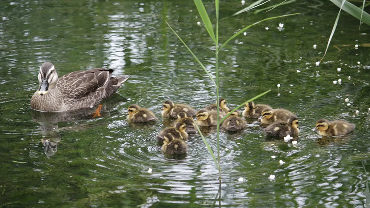 生物多様性の保全